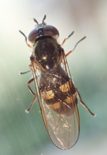 Réf. 351 830 : Xanthandrus comtus